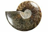 Polished Ammonite Fossil - Madagascar #191516-1